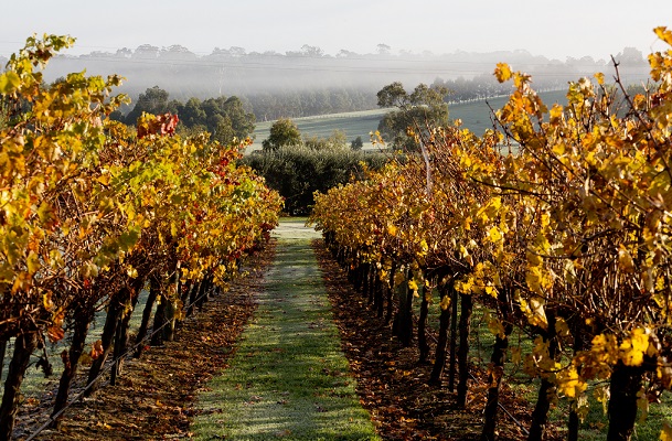 BIRD IN HAND vineyard resize